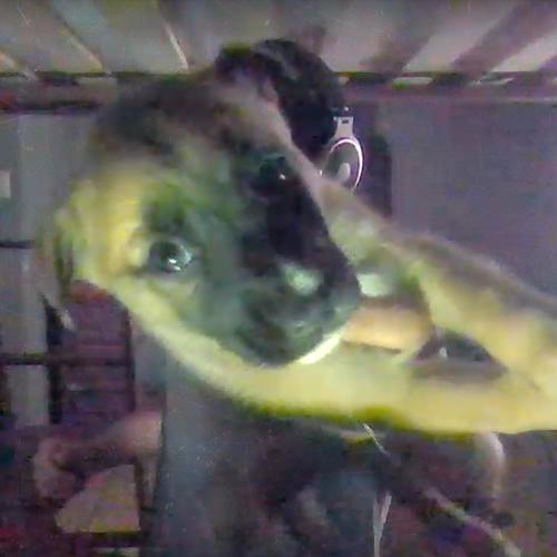 WHERE U FROM (feat. stainomh, THEHOMEBOIII & n1lu) [Explicit]