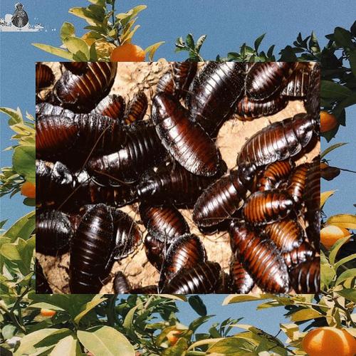 Blattodea (Tangerine) [Explicit]