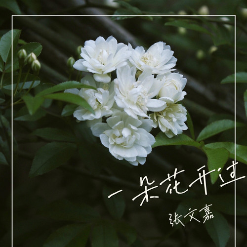一朵花开过