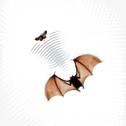Echolocation (Instrumentals)