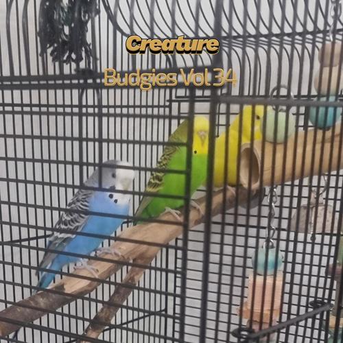 Budgies, Vol. 34
