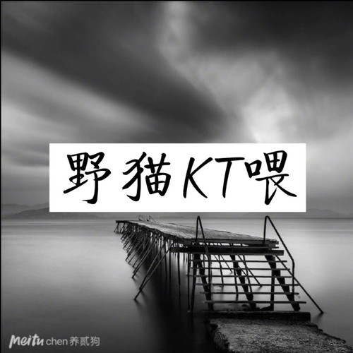 野猫KT喂
