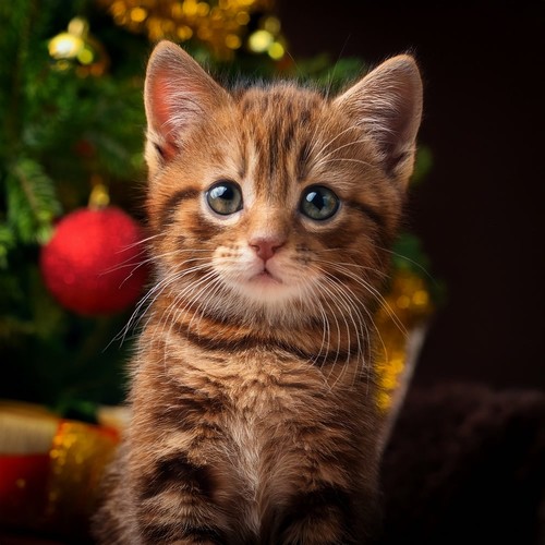 Orquesta Para Gatos: Ritmos Relajantes Para Tus Amigos Felinos