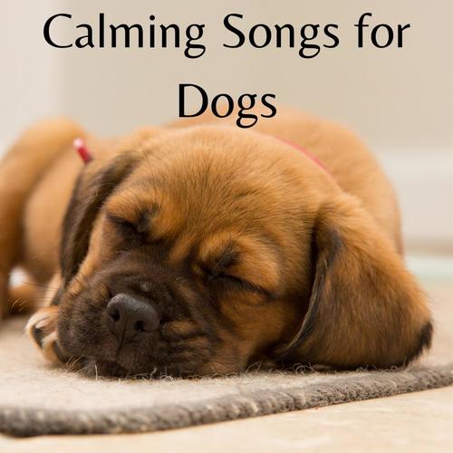 Calming Dog Songs
