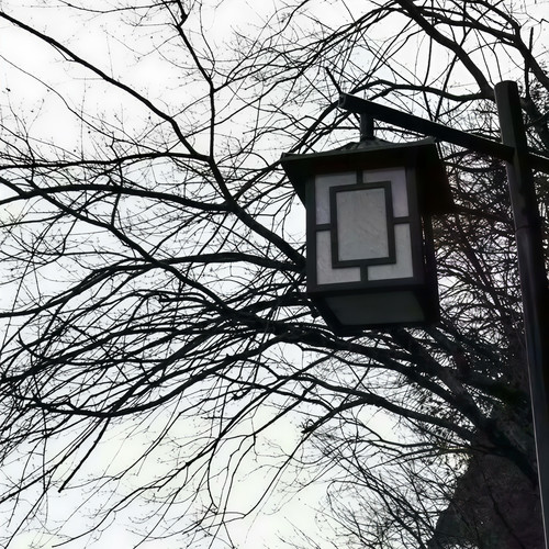 我的姑娘 她在远方