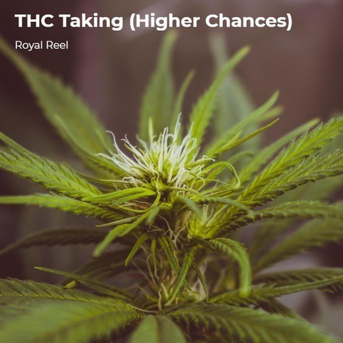 THC Taking (Higher Chances) (Explicit)