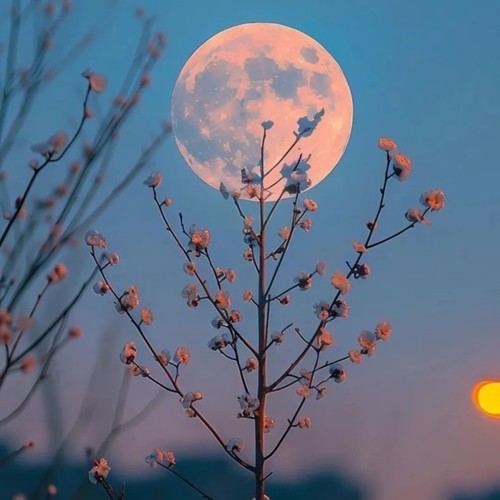 月亮代表我的心