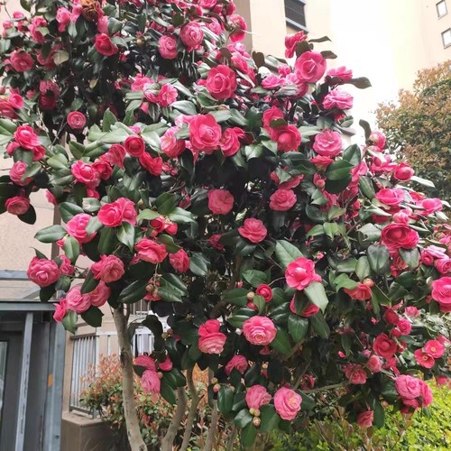 情醉江南