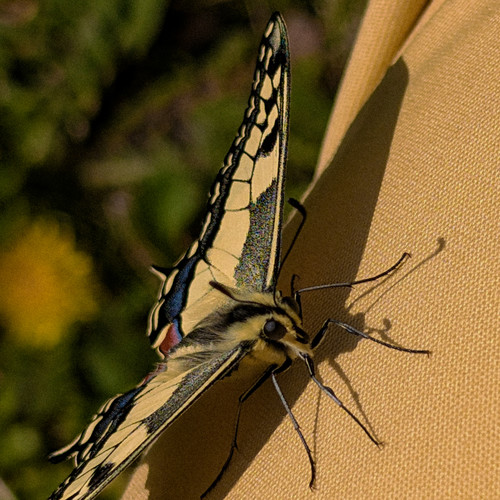 swallowtail