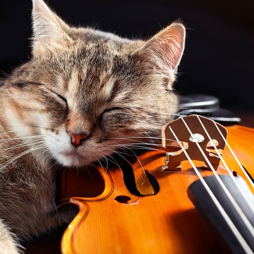 Orchestra Of Tender Moments: Music For Pets