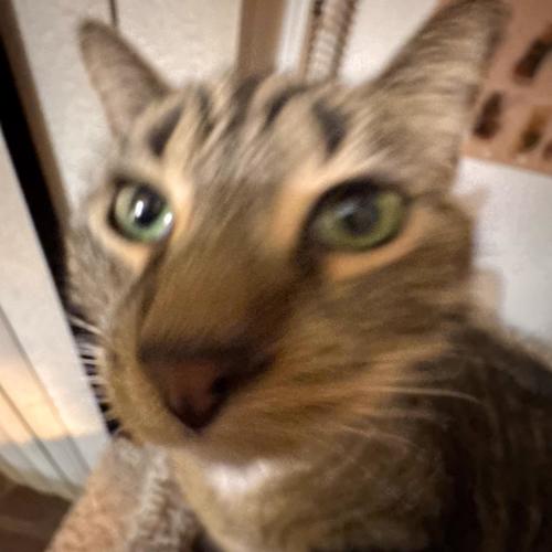 Attack on Titan (Explicit)