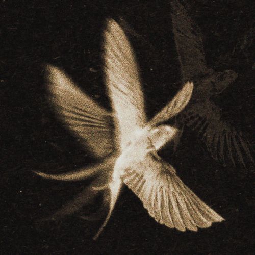 расскажи, птица