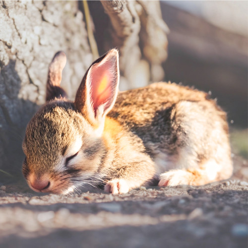 Funny Little Bunny Lullaby