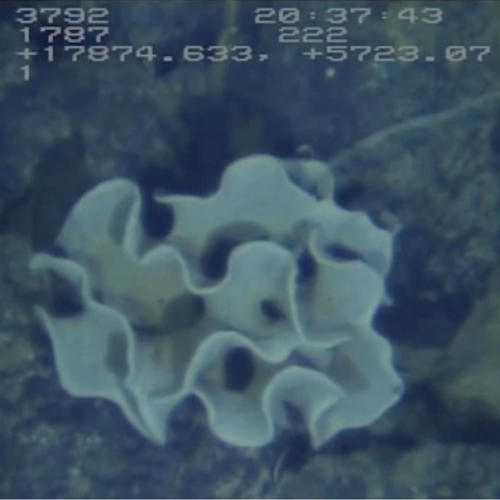 Bajo el Agua (Xenophyophorea)