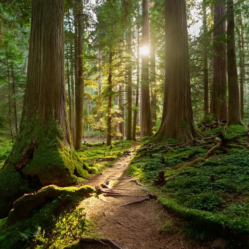 Caminos De Relajación: Calma A Través De La Armonía