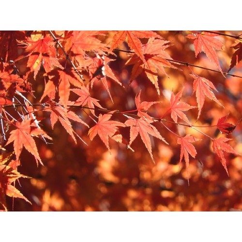 紅葉想唄 feat.神威がくぽ
