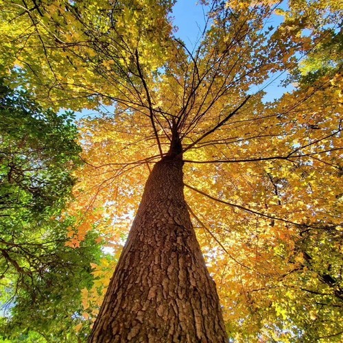 走进明天的幸福（梦琪、鼎帅老头）