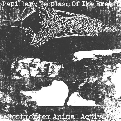 Postmortem Animal Activity (Explicit)