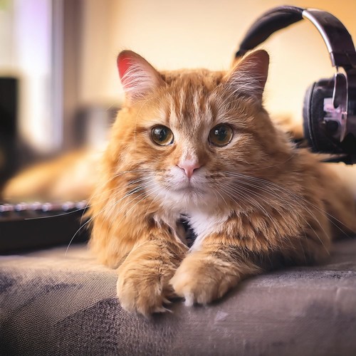 Lofi Music For Cats: Serene Purrs And Velvet Nights