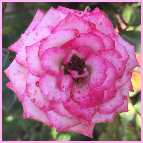 Sorry for All the Apocalypses