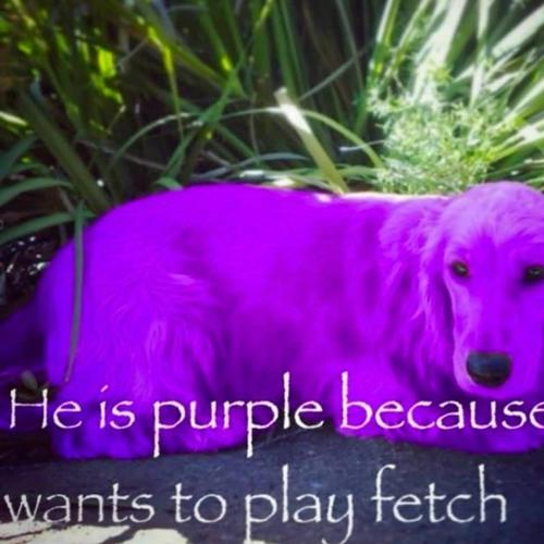 purpdawg (feat. $lither $aibot) [Explicit]