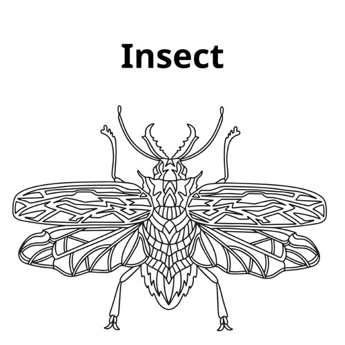 Insect