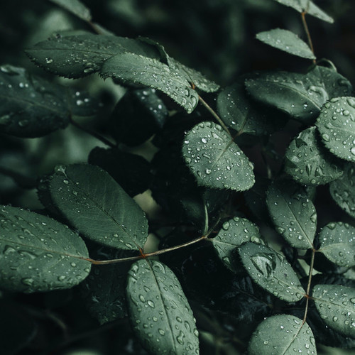 雨声助眠 | 安放静谧时光