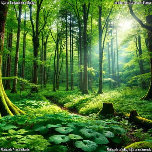 Música de la Selva, Pájaros en Serenata