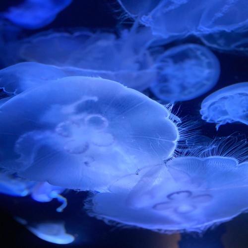 Endure (feat. JOJANK)