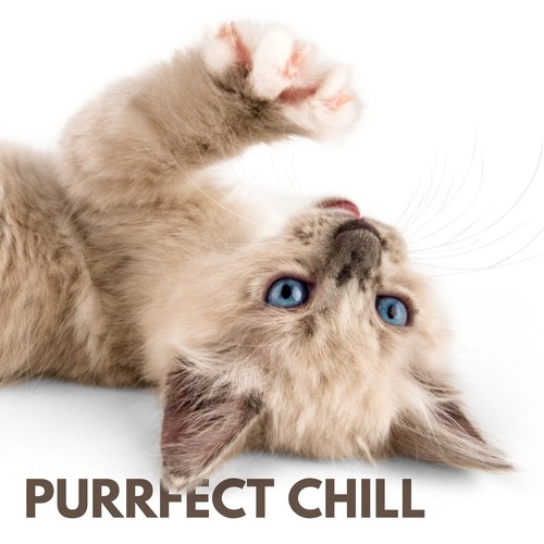 Purrfect Chill