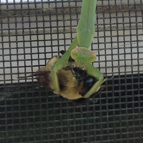 Last Flight of the Bumblebee