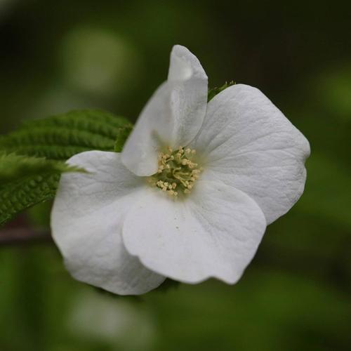 Ou Sove ak kem (feat. Favory) [Explicit]