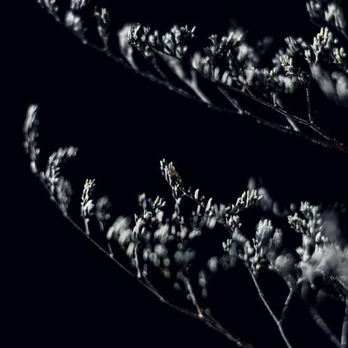 Grew In The Dark (Explicit)