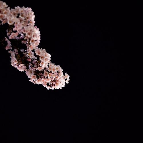 MAMACITA (feat. RVW Gosha)