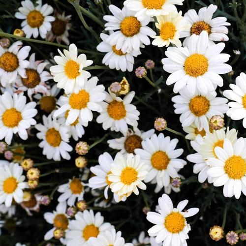 Daisys (feat. Hence)