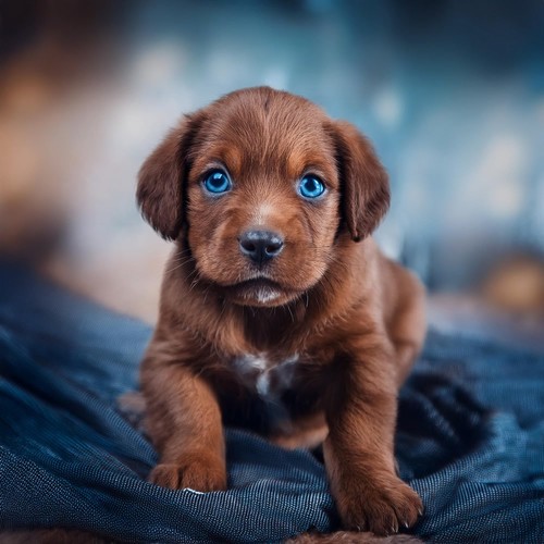 Ritmos Para Perros Con Lofi: Cadencia Suave Para Relajarse