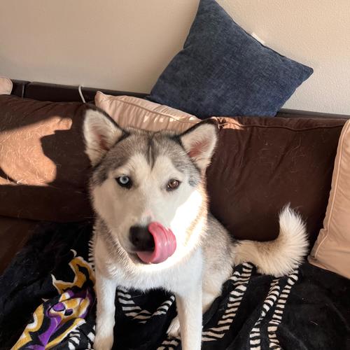 Going Down (feat. Razii) [Explicit]