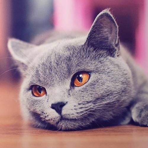 思念如马丶自别离，未停蹄