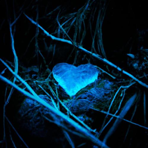 Corazón Polar (Explicit)