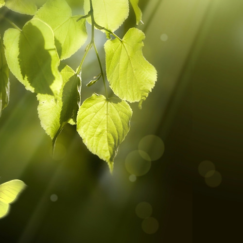 阳光下的柠檬香