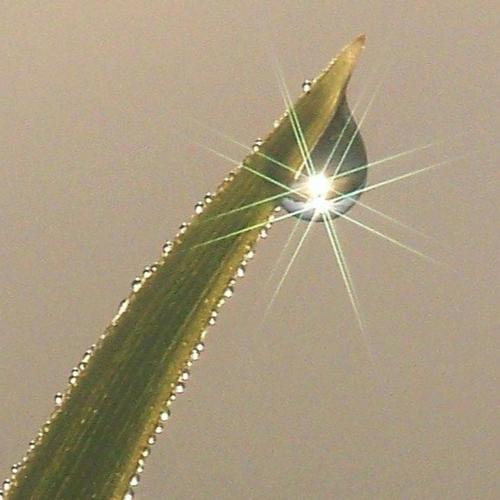 mourning dew (Explicit)