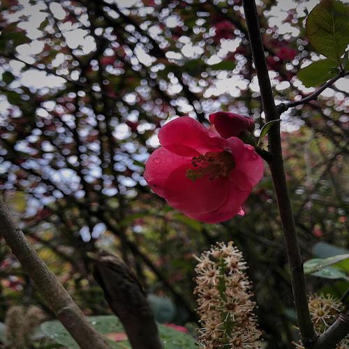 Rest in Pieces (Explicit)