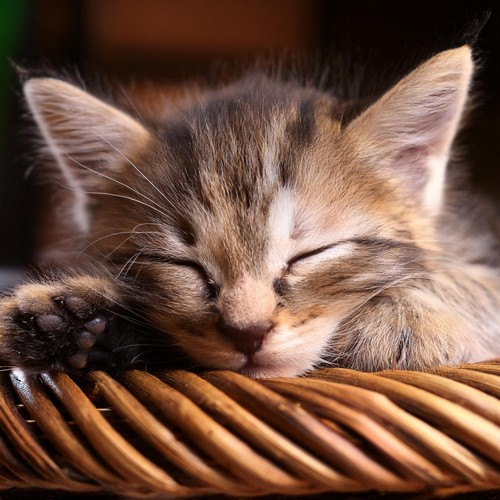 Sonidos Relajantes Para Momentos Pacíficos De Gatos