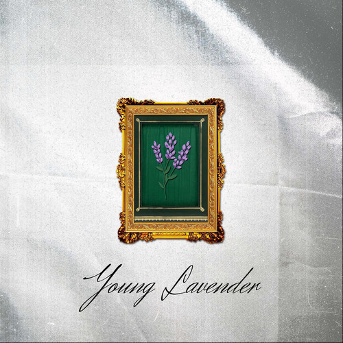 Young Lavender