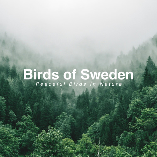 Peaceful Birds in Nature