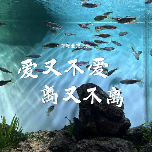爱又不爱 离又不离(合唱版)