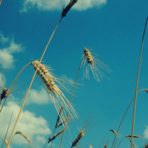 吟留别(往事版)