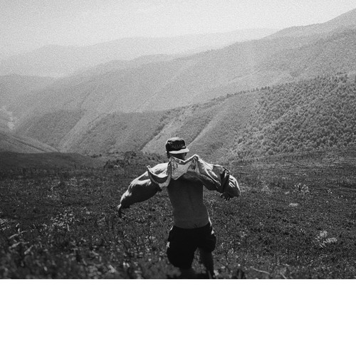 Сонний птах