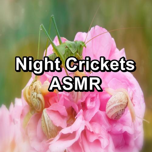 Night Crickets ASMR