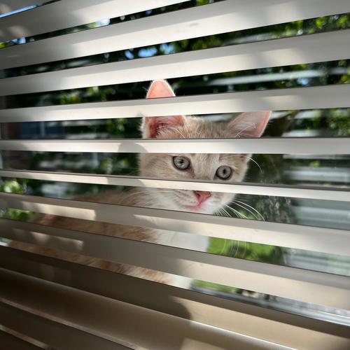 whats good lol (feat. fangmadesoso) [Explicit]